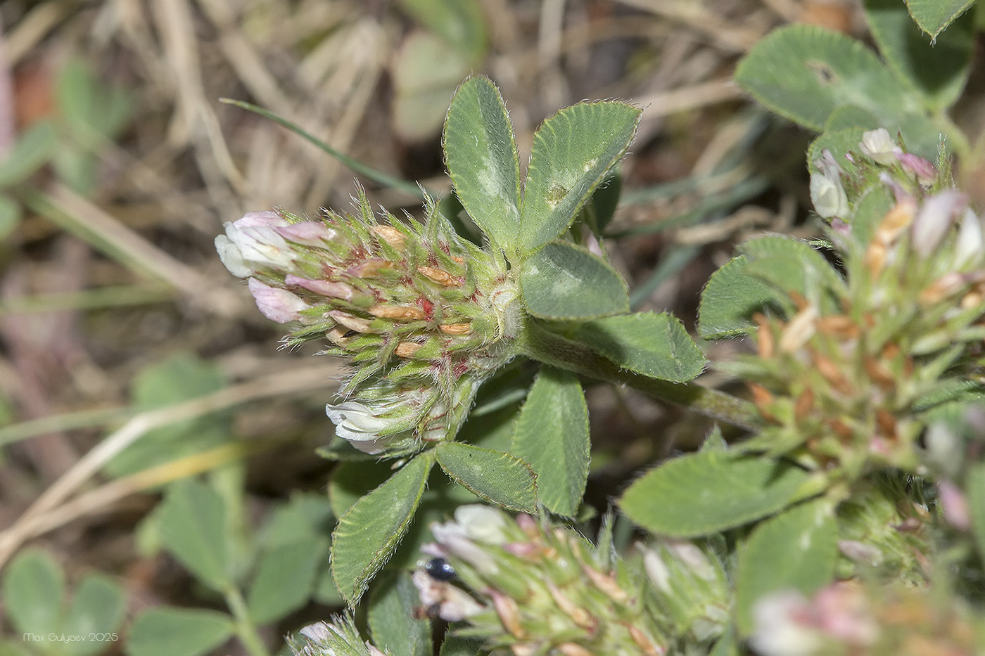 Image of Trifolium scabrum specimen.