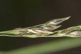 Смотреть изображение Piptatherum holciforme