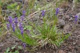 Polygala hybrida