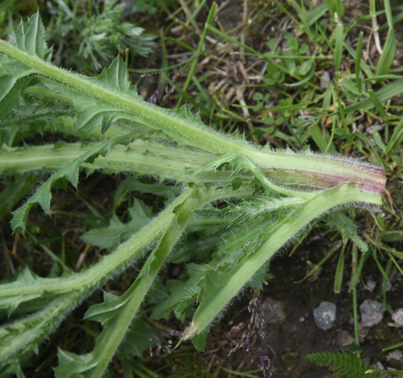 Image of genus Carduus specimen.