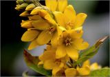 Lysimachia vulgaris. Соцветие. Московская обл., Раменский р-н, окр. дер. Хрипань, садовый участок. 02.07.2025.