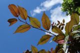 Malus × moerlandsii. Ростовой побег с повреждёнными молодыми листьями (вид на абаксиальную поверхность). Санкт-Петербург, Кировский р-н, озеленение бульвара, в культуре. 20.07.2025.