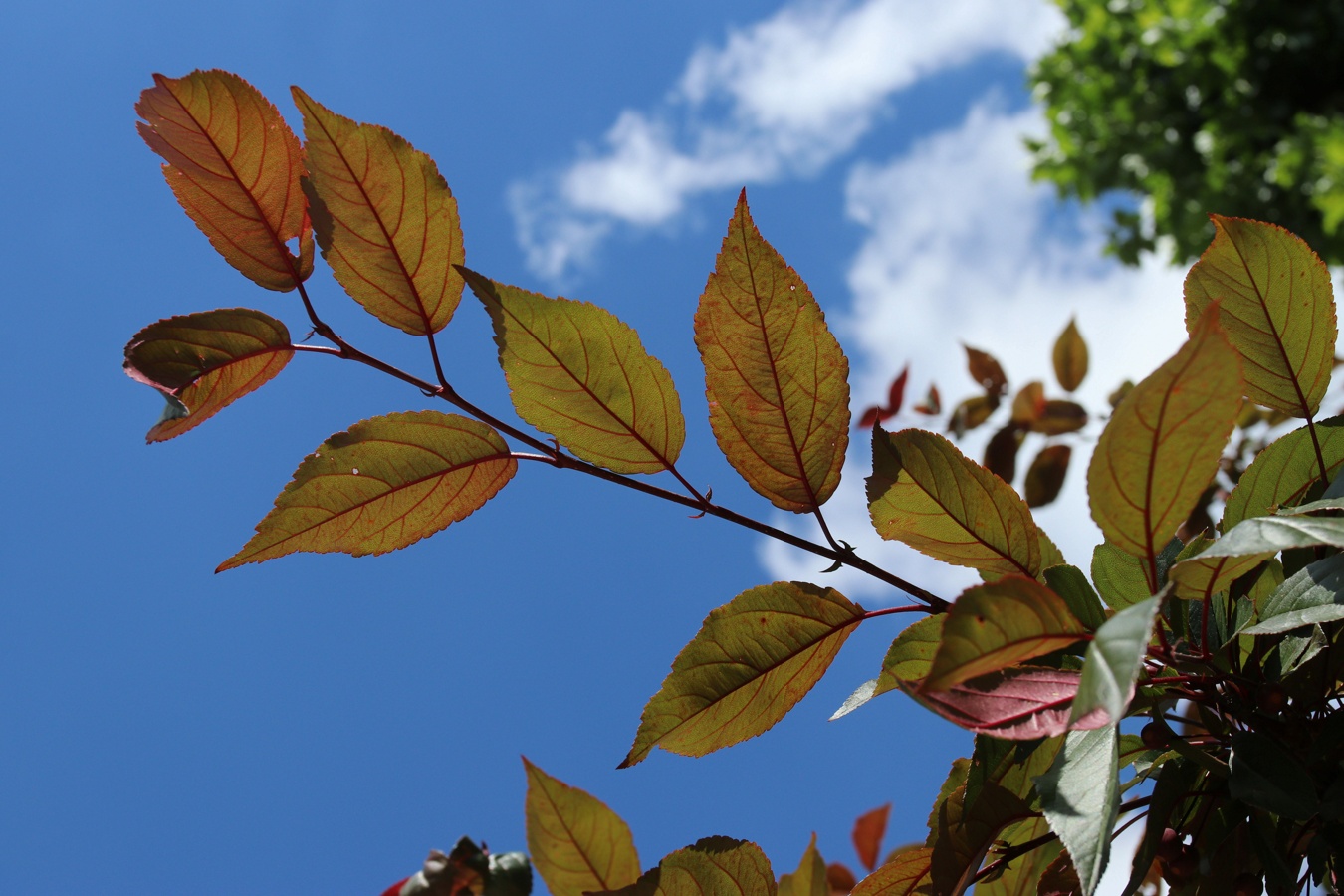 Изображение особи Malus × moerlandsii.
