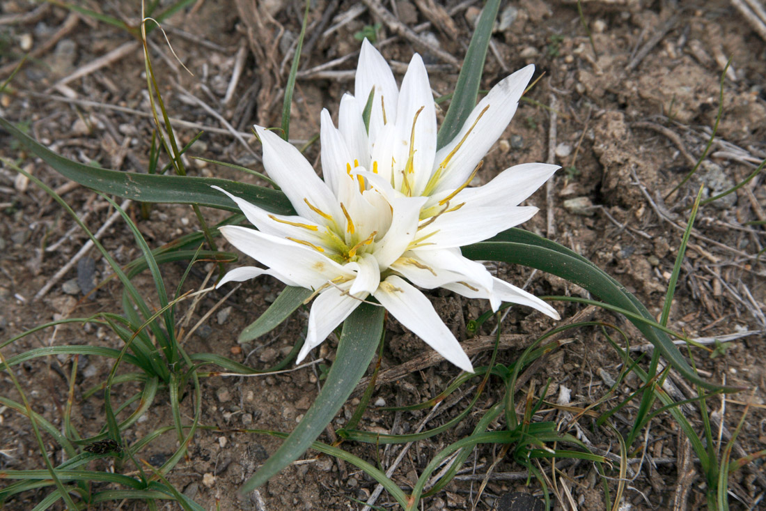 Image of Merendera robusta specimen.