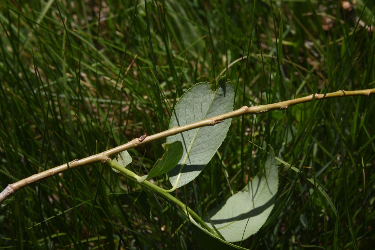 Image of genus Salix specimen.