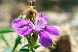 Dianthus chinensis