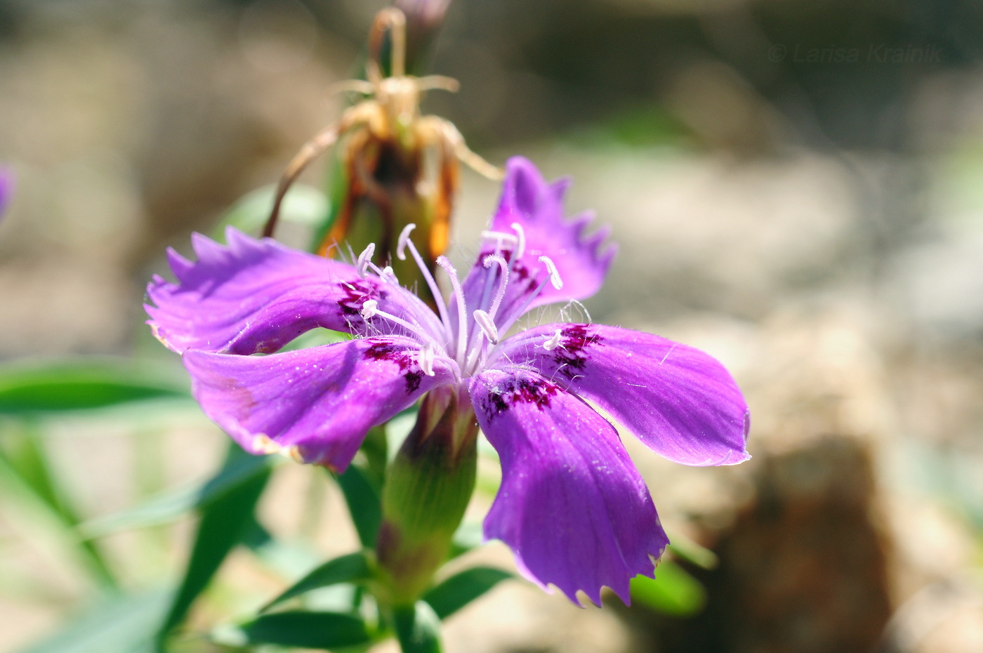 Изображение особи Dianthus chinensis.
