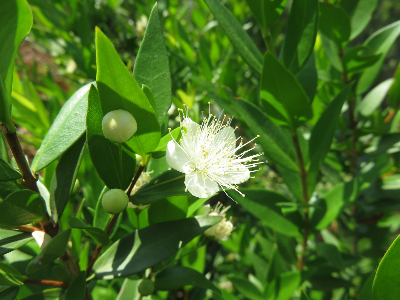 Image of Myrtus communis specimen.