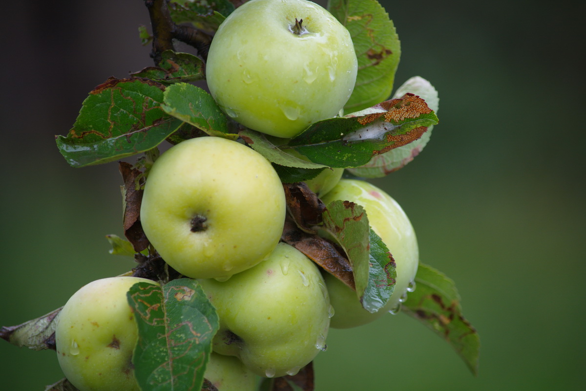 Image of Malus domestica specimen.