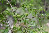 Amygdalus bucharica. Часть ветви с плодами. Таджикистан, Гиссарский хр., басс. р. Варзоб, ущ. р. Кондара, ≈ 1400 м н.у.м., пояс шибляка, склон с гранитным мелкозёмом. 19 апреля 2025 г.