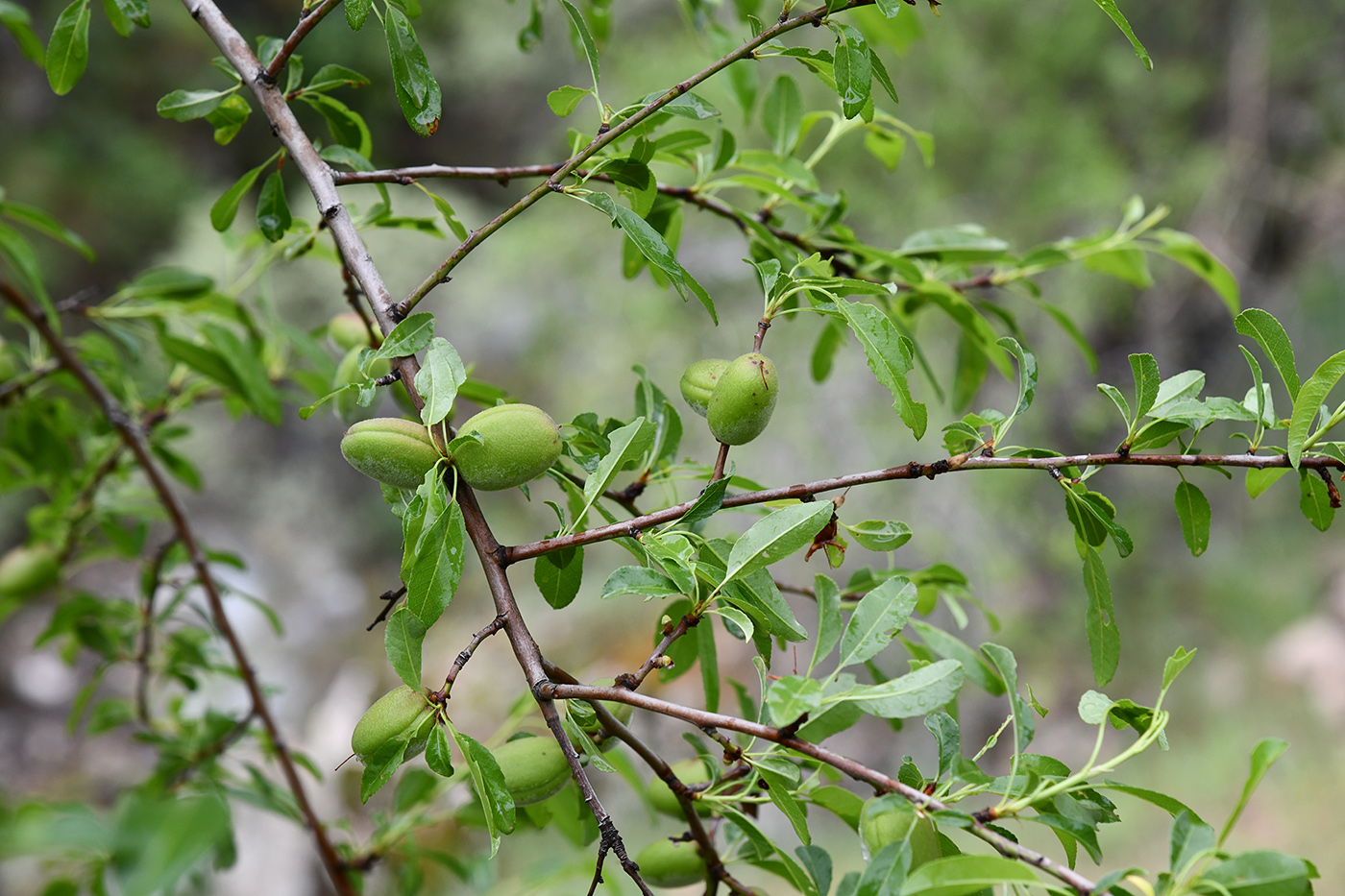 Изображение особи Amygdalus bucharica.