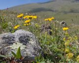 Anthemis sosnovskyana