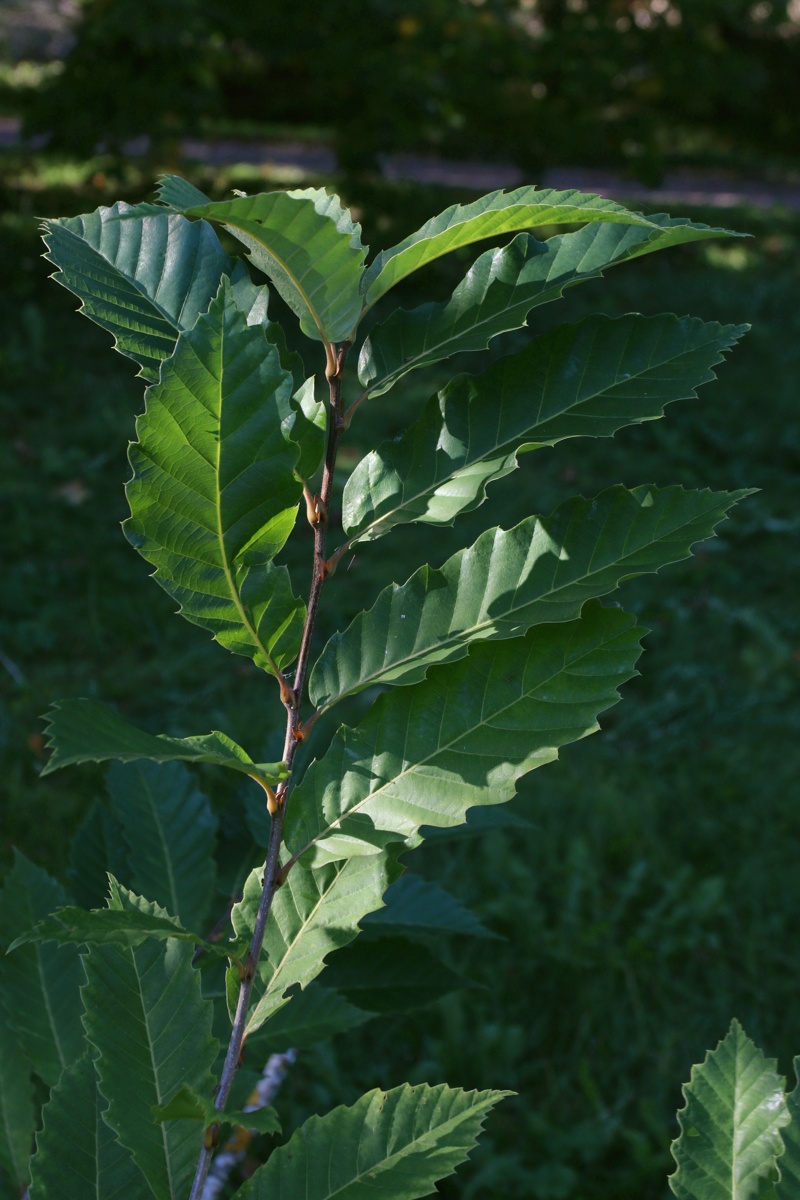 Image of Castanea sativa specimen.