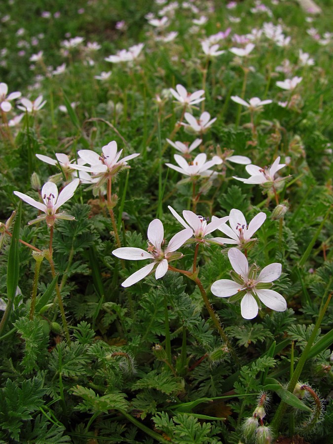 Изображение особи Erodium cicutarium.