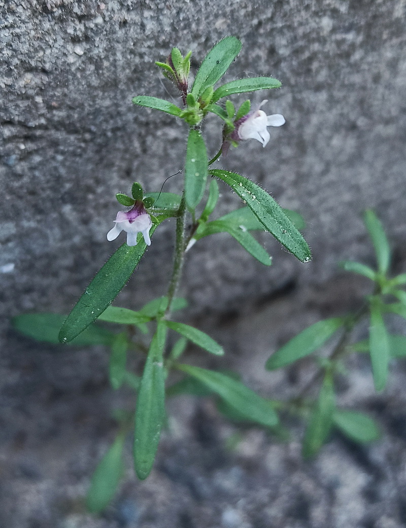 Изображение особи Chaenorhinum minus.