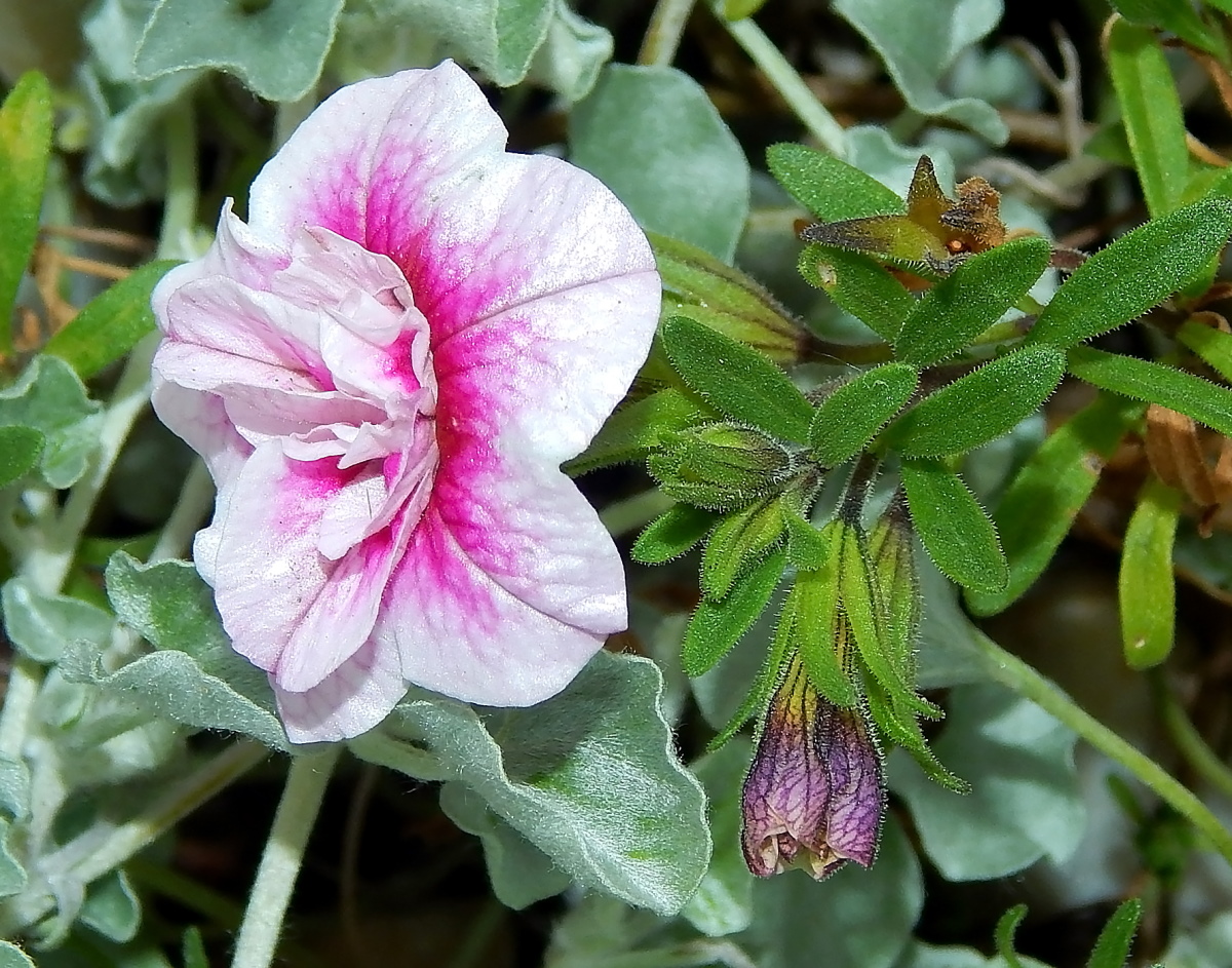 Изображение особи Calibrachoa elegans.