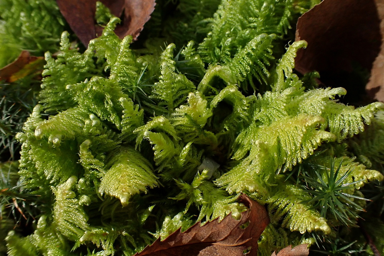 Image of division Bryophyta specimen.