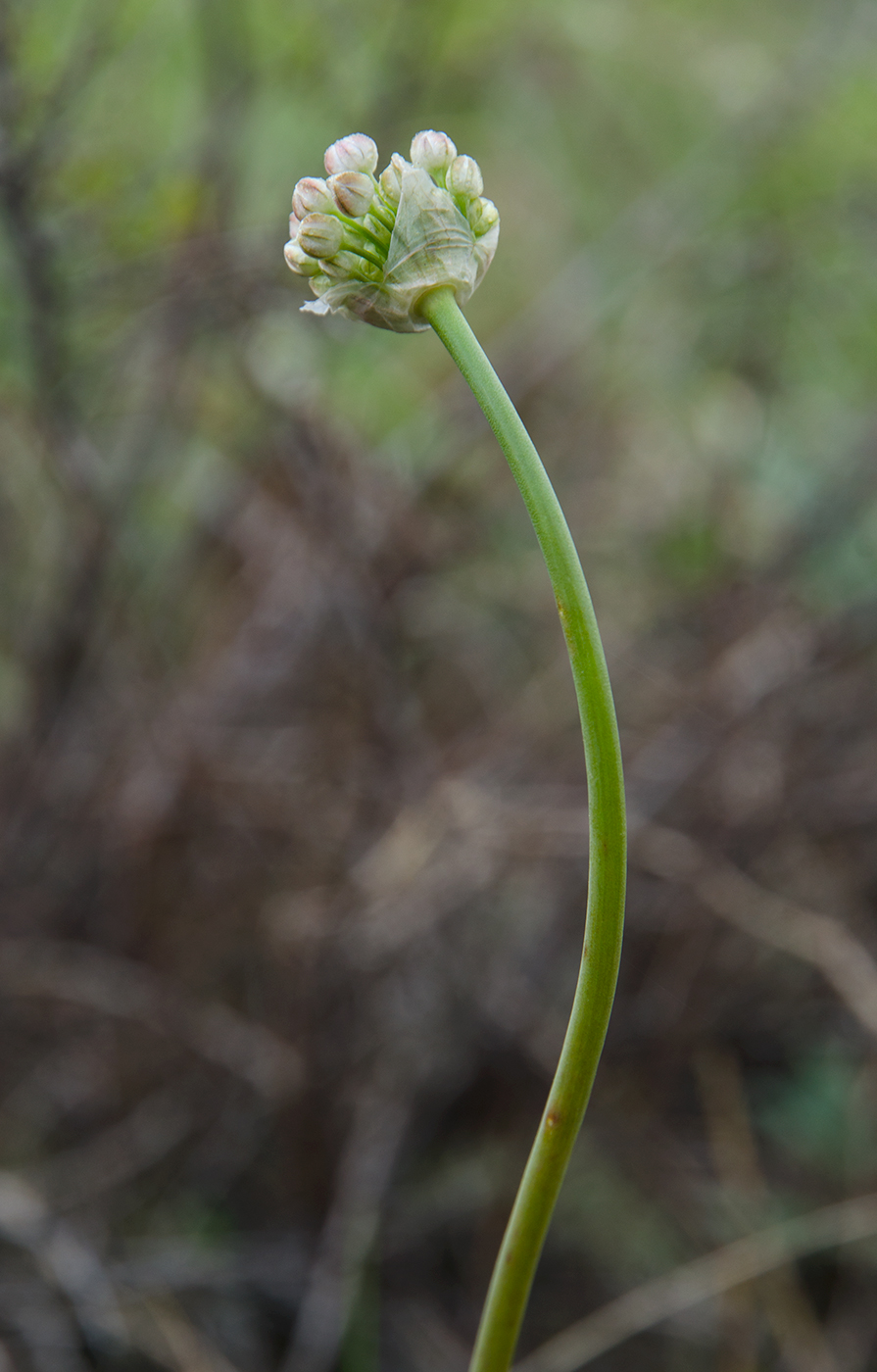Image of Allium microdictyon specimen.