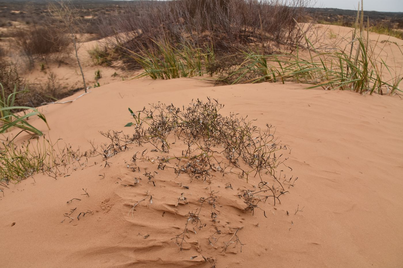 Изображение особи Chondrilla ambigua.