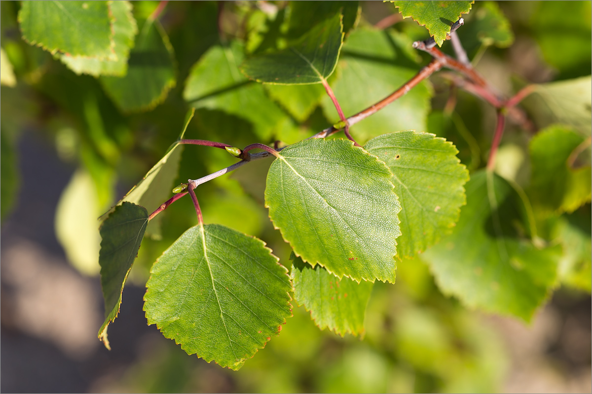 Изображение особи род Betula.