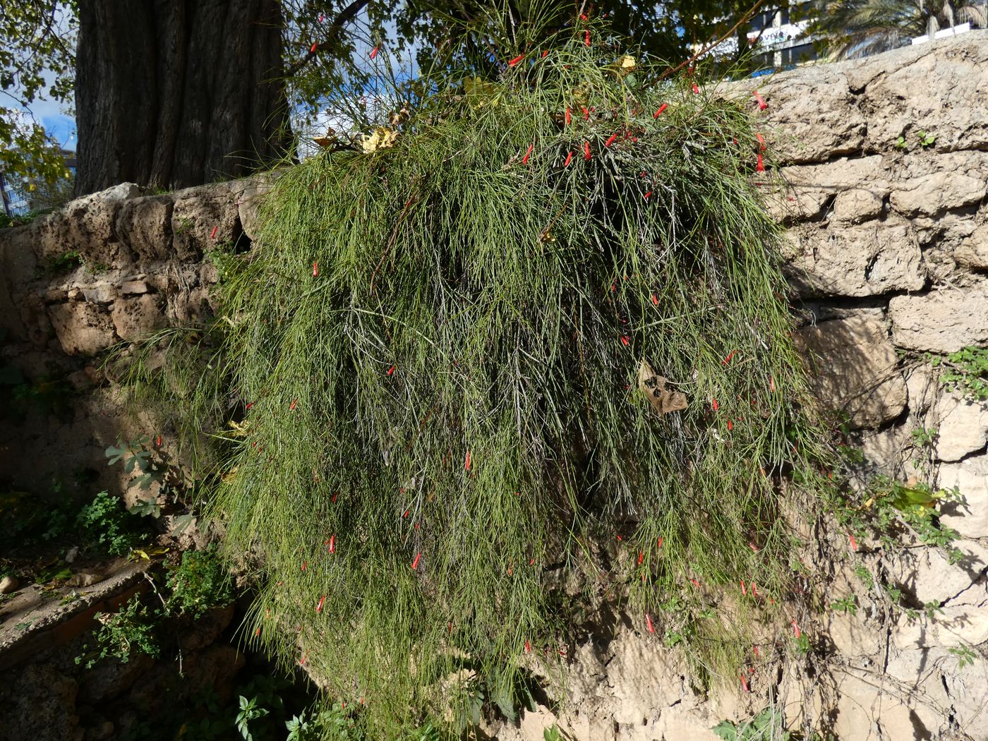 Изображение особи Russelia equisetiformis.