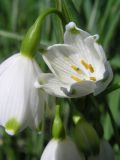 Leucojum aestivum