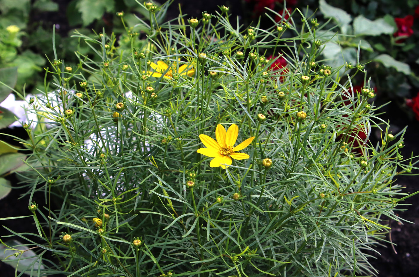 Image of Coreopsis verticillata specimen.