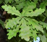 Quercus robur. Верхушка веточки с листьями. Узбекистан, г. Ташкент, пос. Улугбек, санитарно-защитная зона. 05.06.2016.