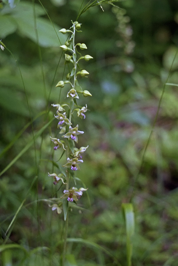 Изображение особи Epipactis helleborine.