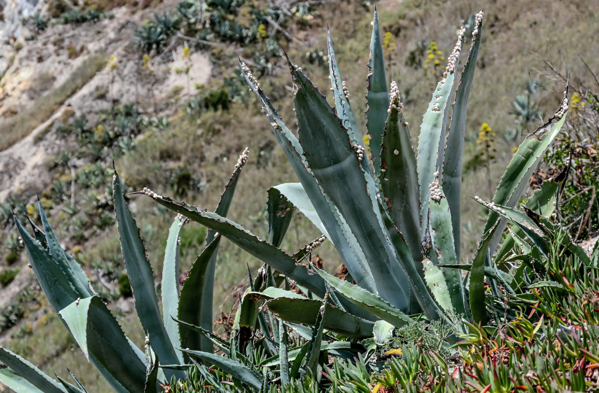 Изображение особи Agave americana.