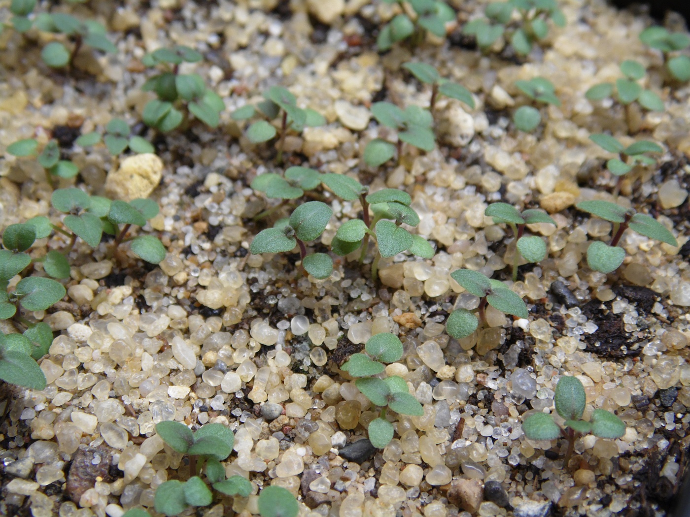 Изображение особи род Pycnanthemum.