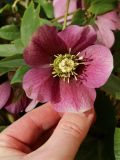 genus Helleborus. Цветок (приподнят). Санкт-Петербург, Кировский р-н, палисадник у жилого дома, в культуре. 12.04.2026.