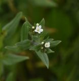 Buglossoides arvensis. Цветки. Грузия, край Самцхе-Джавахети, край Эрушетского нагорья (800 м до заброшенного селения Зеда-Тмогви), выс. 1800 м н.у.м., луг. 29 мая 2025 г.