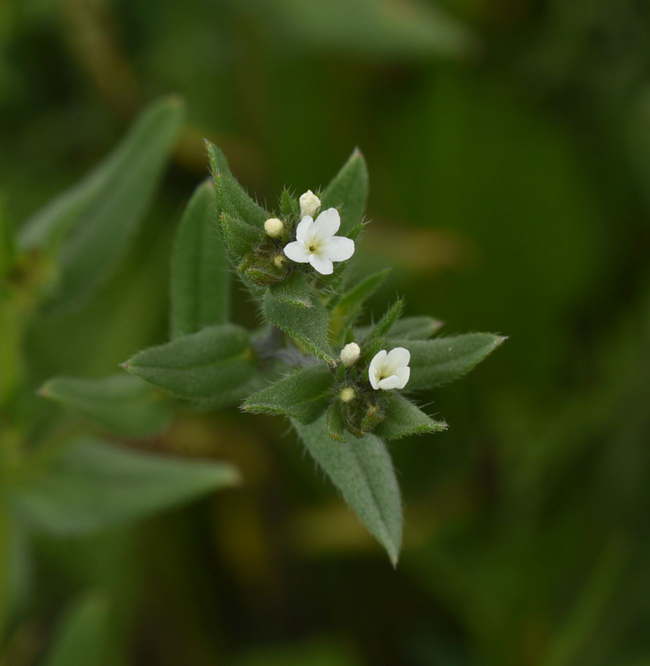Изображение особи Buglossoides arvensis.