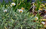 Gazania × hybrida. Верхушки побегов с соцветиями. Португалия, о-в Мадейра, пос. Порту-Мониш, в культуре. 19.08.2025.