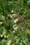 genus Silene. Верхушка соцветия. Кабардино-Балкария, Приэльбрусье, левый борт ущелья р. Шхельда, 600 м выше устья, высокотравный луг. 23 июня 2025 г.