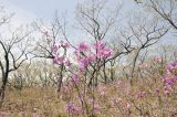 Rhododendron mucronulatum. Верхушка цветущего растения. Приморье, окр. г. Находка, широколиственный лес. 03.05.2026.