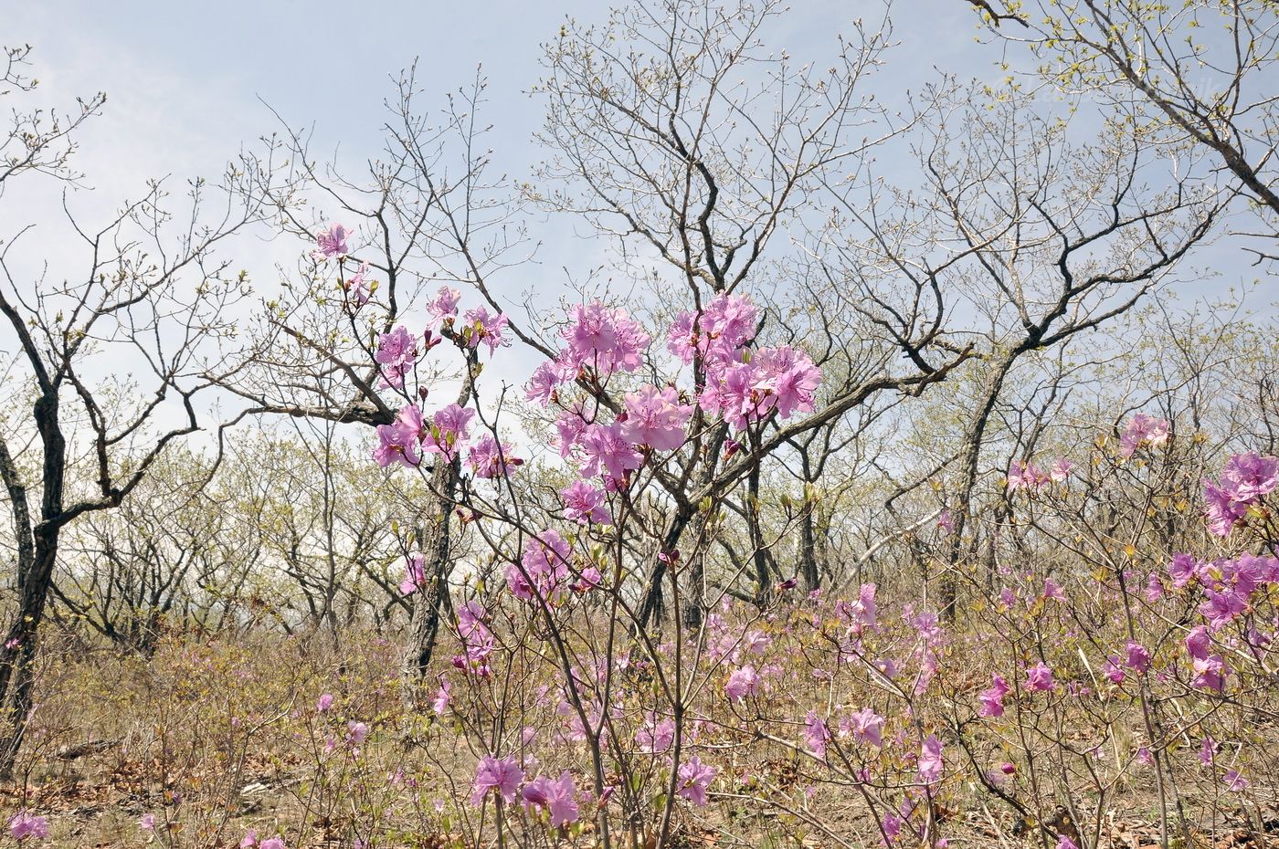Image of Rhododendron mucronulatum specimen.