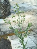 Conyza bonariensis. Общее соцветие. Краснодарский край, г. Адлер, ул. Просвещения, детская площадка. 03.07.2024.