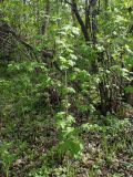 Ribes pallidiflorum. Вегетирующее растение. Хабаровский край, г. Комсомольск-на-Амуре, дол. р. Силинка, лиственный лес. 20.05.2026.
