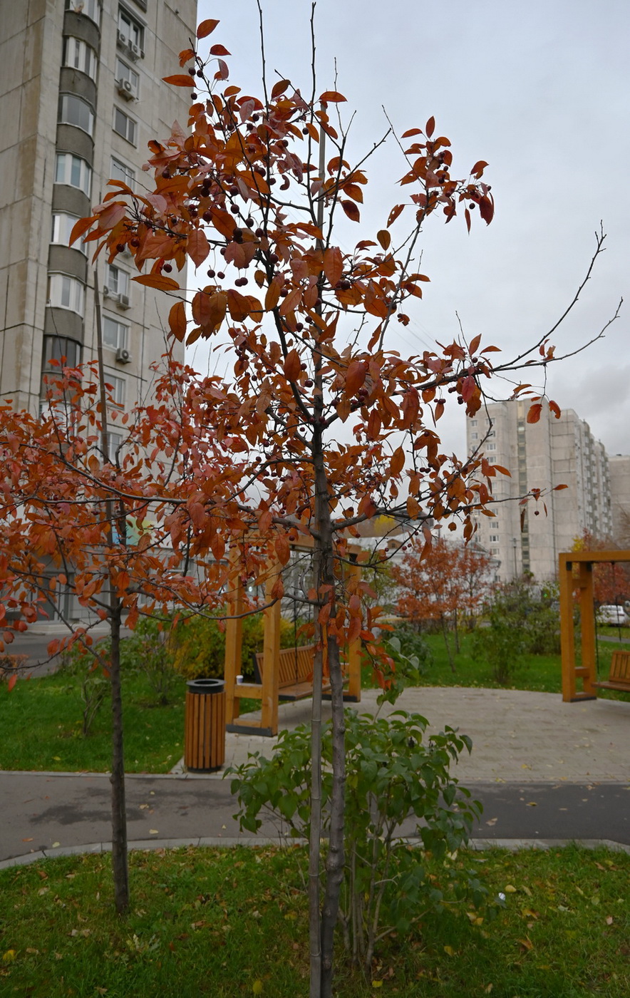 Изображение особи род Malus.
