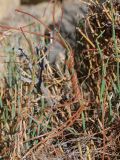Cuscuta pamirica. Побеги растения, паразитирующего на Ephedra. Таджикистан, Горно-Бадахшанская автономная обл., Рушанский р-н, хр. Северо-Аличурский, Ирхтские горы, Сарезское оз. (Locus classicus), Ирхтский залив, полуостров в устье р. Лянгар, выс. ≈ 3250 м н.у.м., каменистый склон. 25 июня 2026 г.