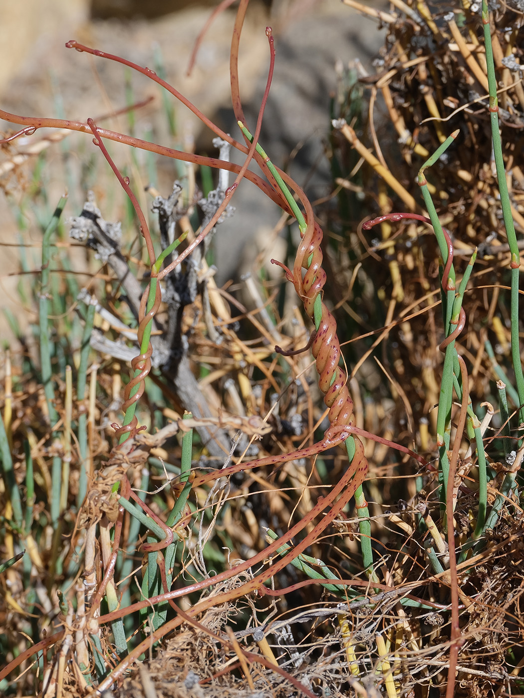 Изображение особи Cuscuta pamirica.