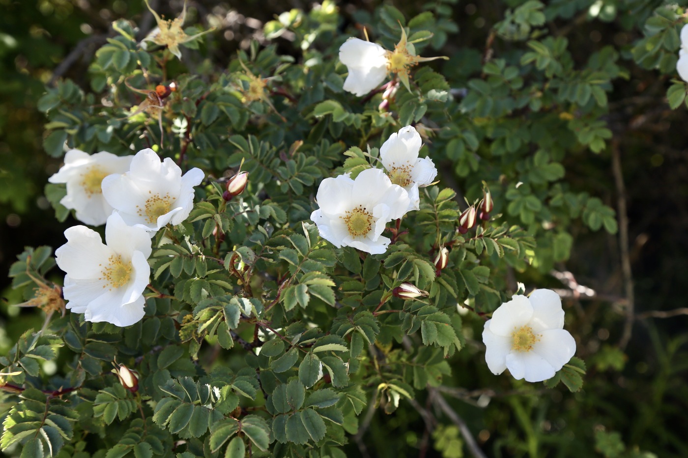 Image of Rosa alberti specimen.