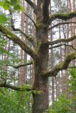 Quercus robur. Часть ствола и скелетные ветви старого дерева, покрытые мхом. Беларусь, Брестская обл., Каменецкий р-н, окр. дер. Бобинка, смешанный сосново-лиственный лес. 02.07.2026.