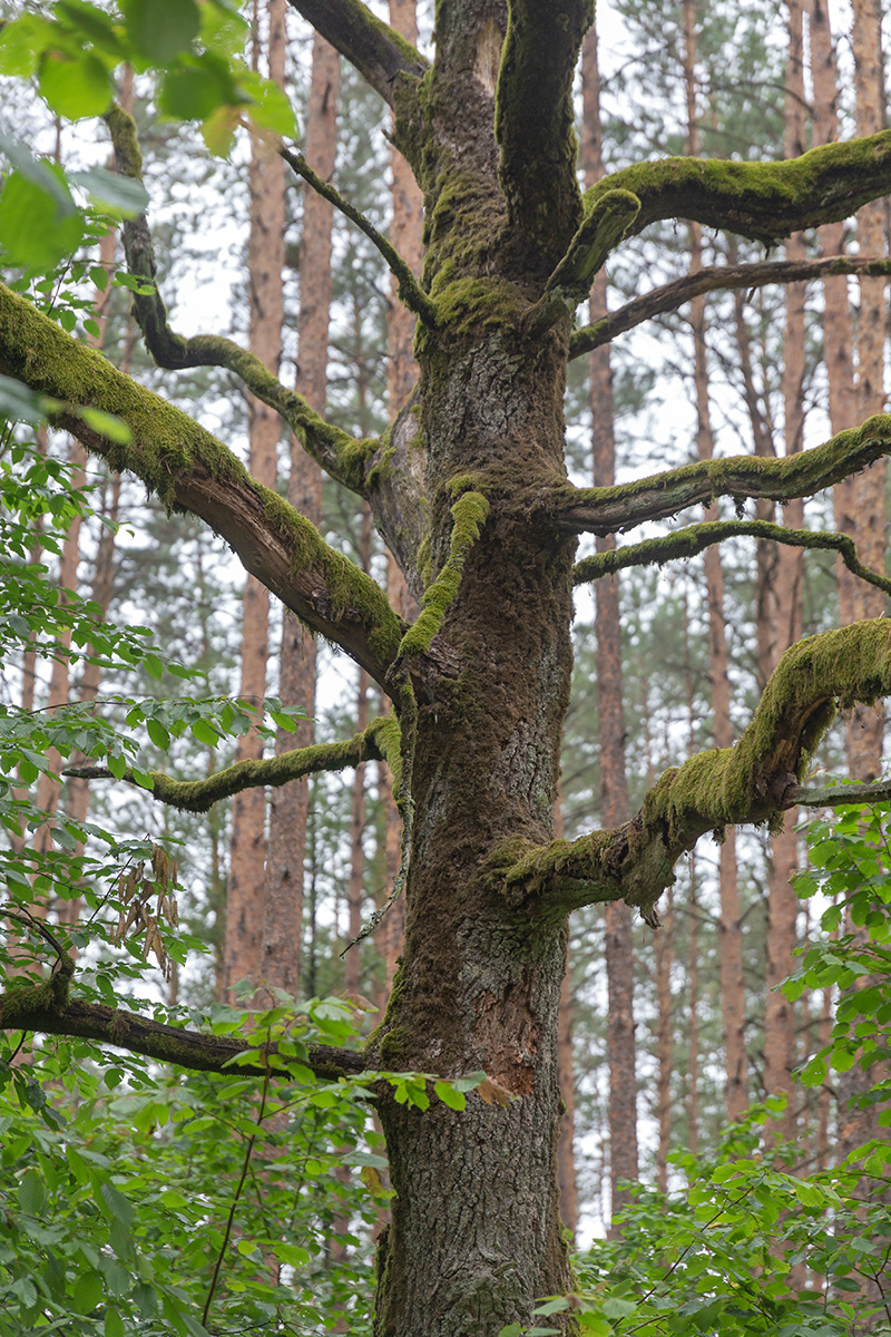 Изображение особи Quercus robur.