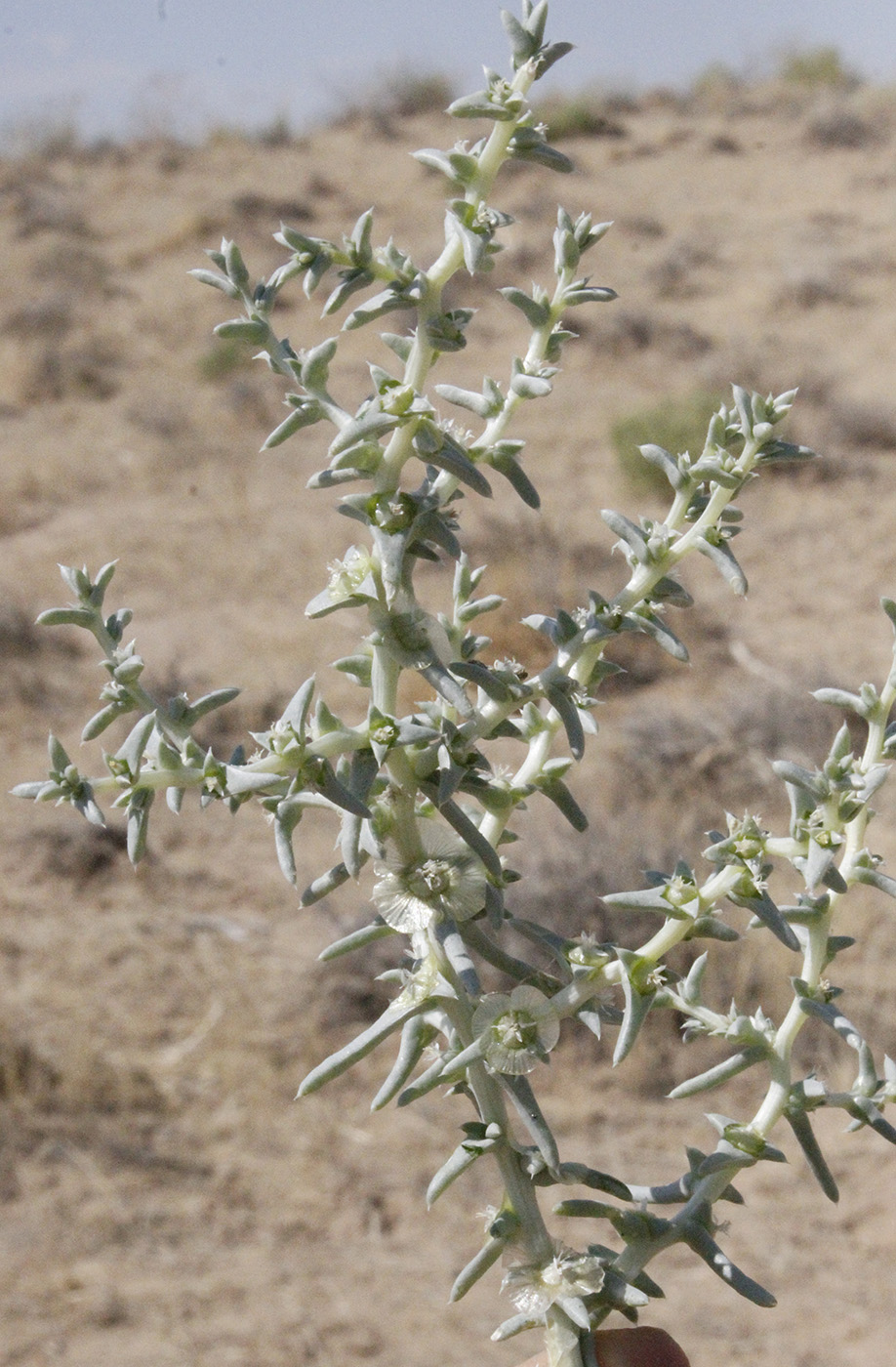 Изображение особи семейство Chenopodiaceae.