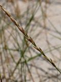 Elytrigia juncea. Соплодие. Португалия, округ Сетубал, п-ов Троя, песчаный пляж. 17.06.2026.