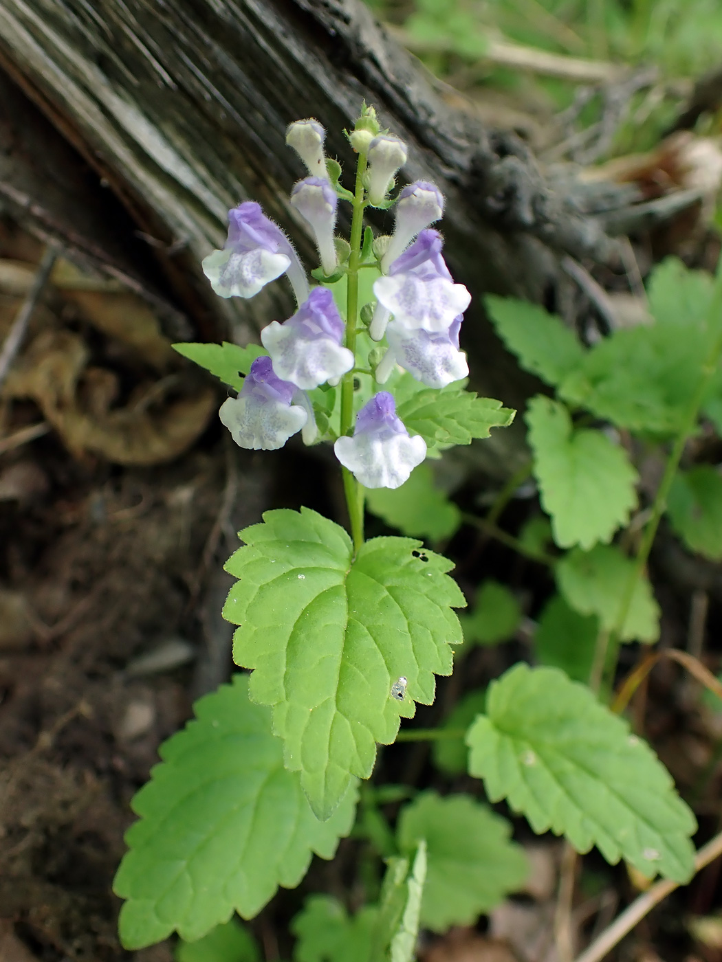 Image of Scutellaria pekinensis specimen.