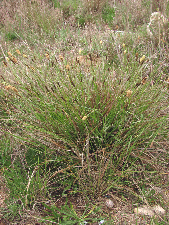 Image of Carex distans specimen.